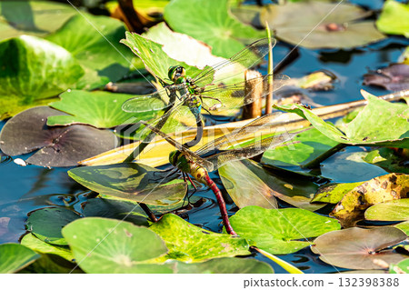 跨越Jin Yimma 跨越Jin Yimma 132398388