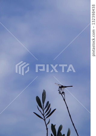 Dragonfly on an olive tree 132398438