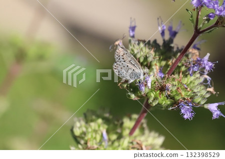 一隻蝴蝶從秋天花園裡盛開的紫色花朵中吸取花蜜 132398529