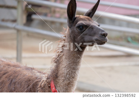 Profile of Lama Profile of Lama 132398592