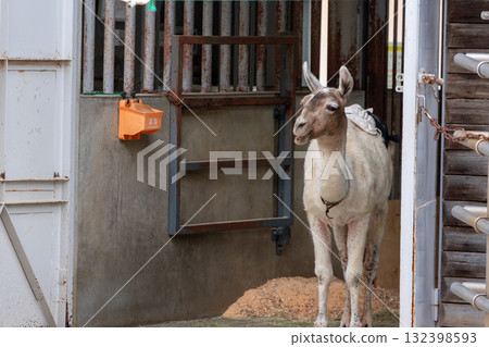 Llama peeking out from its hut 132398593