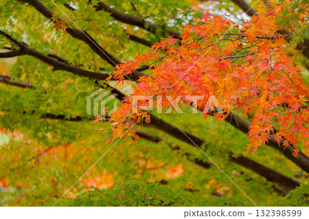 Yellow and red maple leaves 132398599