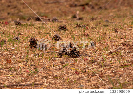 松果掉落在草地上 132398609