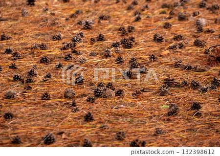 Pine cones scattered among pine needles 132398612