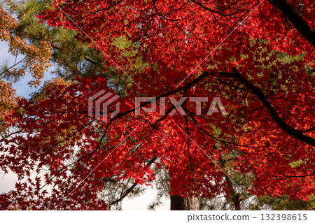Red autumn leaves shining in the light Red autumn leaves shining in the light 132398615