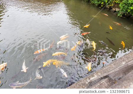 出石城下鐘樓池塘裡的鯉魚 132398671