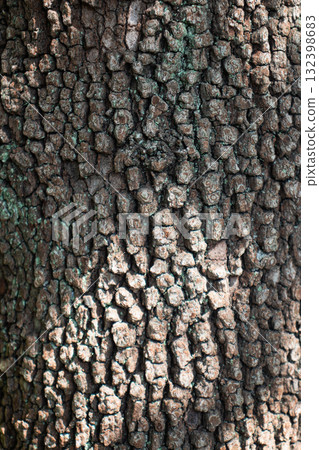 Close-up of various plants 132398683