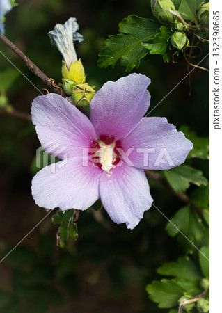 Pale pink Rose of Sharon flower Pale pink Rose of Sharon flower 132398685
