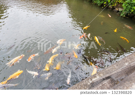 出石城下鐘樓池塘裡的鯉魚 出石城下鐘樓池塘裡的鯉魚 132398820