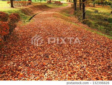 落葉的小直徑 132398826