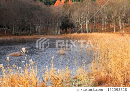 Late autumn marsh landscape 132398828