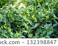 Close up of Fresh Tea Leaves and Buds 132398847