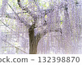 A fantastic sight created by wisteria in full bloom① 132398870