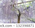 A fantastic sight created by wisteria in full bloom② 132398871