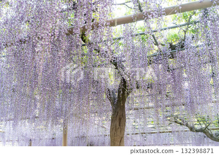 紫藤盛開的夢幻景象② 132398871