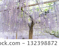 A fantastic sight created by wisteria in full bloom③ 132398872