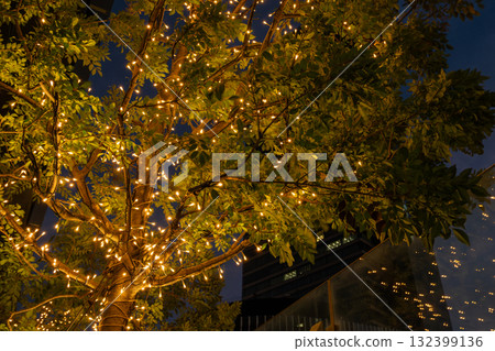 Warm illumination lights decorating the trees 132399136