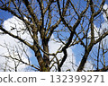 Barren Tree Branches Against Blue Sky and Clouds 132399271