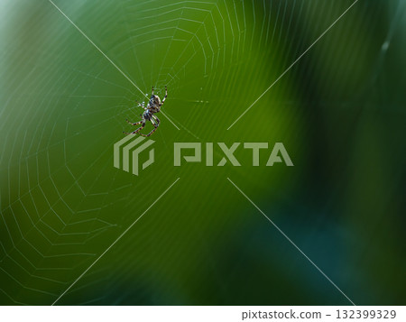 在蜘蛛網的蜘蛛 132399329