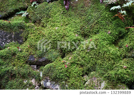 Moss-covered stone walls of Enryakuji Temple 132399889