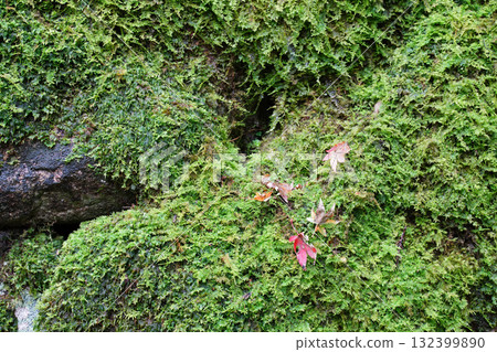 延歷寺長滿青苔的石牆 延歷寺長滿青苔的石牆 132399890