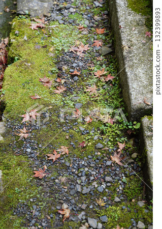 The ground is littered with fallen maple leaves. 132399893