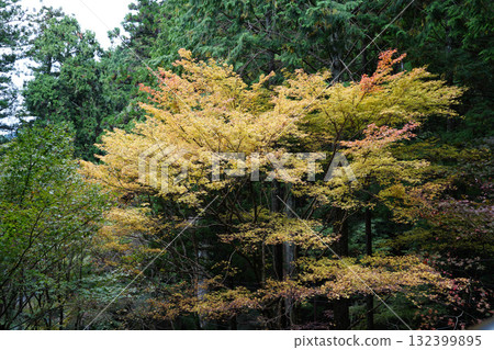 Autumn leaves on Mt. Hiei Autumn leaves on Mt. Hiei 132399895