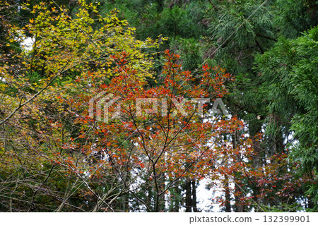Autumn leaves on Mt. Hiei Autumn leaves on Mt. Hiei 132399901