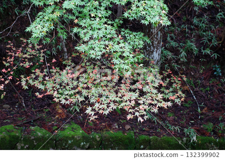 Autumn leaves on Mt. Hiei Autumn leaves on Mt. Hiei 132399902