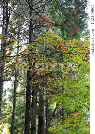 Autumn leaves on Mt. Hiei Autumn leaves on Mt. Hiei 132399905