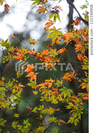 Autumn leaves on Mt. Hiei Autumn leaves on Mt. Hiei 132399906