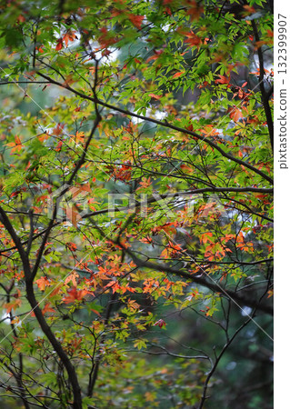 Autumn leaves on Mt. Hiei Autumn leaves on Mt. Hiei 132399907