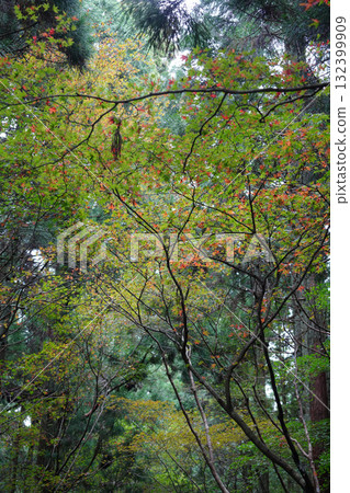 Autumn leaves on Mt. Hiei Autumn leaves on Mt. Hiei 132399909