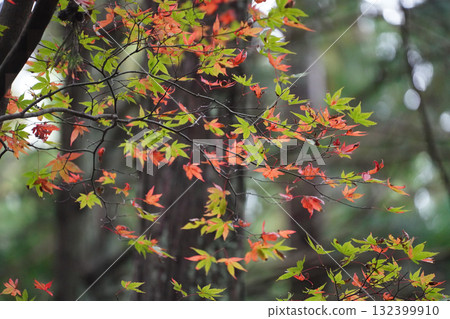 比叡山的紅葉 132399910
