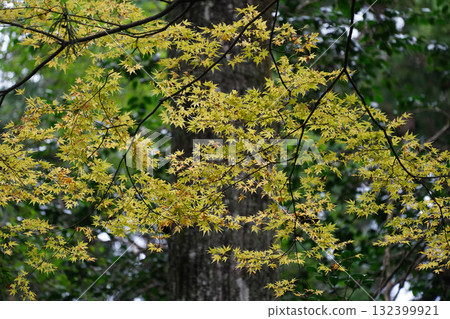 Autumn leaves on Mt. Hiei Autumn leaves on Mt. Hiei 132399921