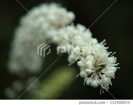檸檬升麻 (Cimicifuga citriodora) 花朵細小、精緻，呈白色，十月盛開 132400035