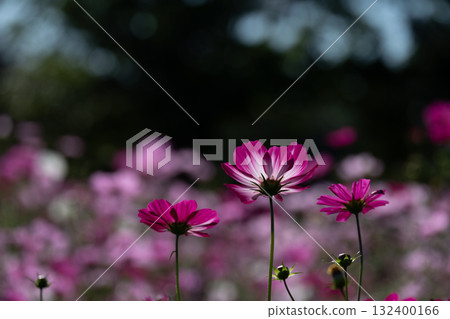 Reddish-purple cosmos shining through the light Reddish-purple cosmos shining through the light 132400166