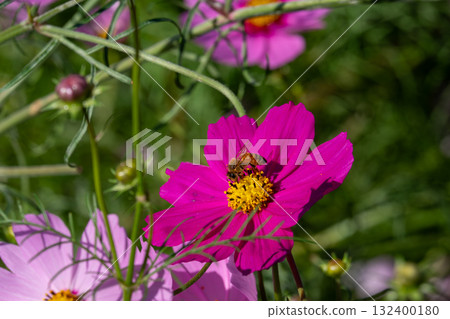 Bees perching on cosmos 132400180