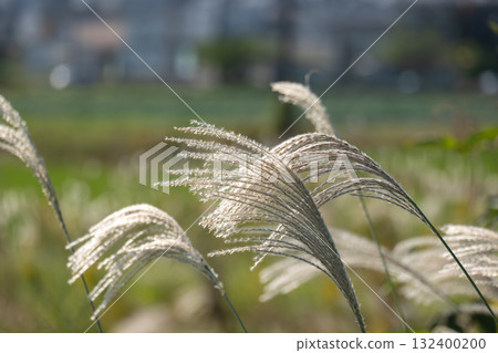 Autumn silvergrass 132400200