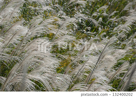 Sparkling clusters of silver grass Sparkling clusters of silver grass 132400202