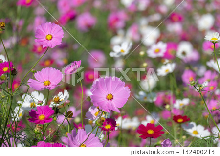 波斯菊開花發光在藍天 波斯菊開花發光在藍天 132400213