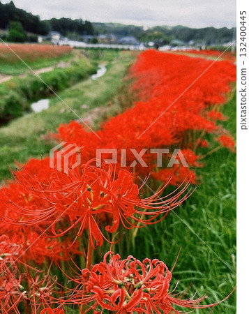 Cluster amaryllis blooming in the countryside Cluster amaryllis blooming in the countryside 132400445