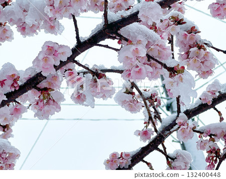 櫻花盛開,白雪映襯藍天 櫻花盛開,白雪映襯藍天 132400448