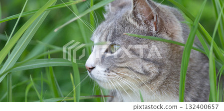 Stray cat in the bush 132400657