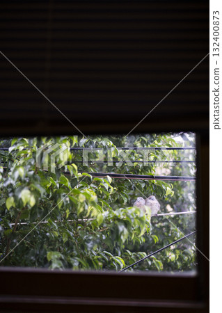 Spotted Doves Resting On Power Line In Rainy Weather, artistic photography capturing rainy textures, soft light, and natural harmony, ideal for environmental campaigns and urban life concepts. 132400873