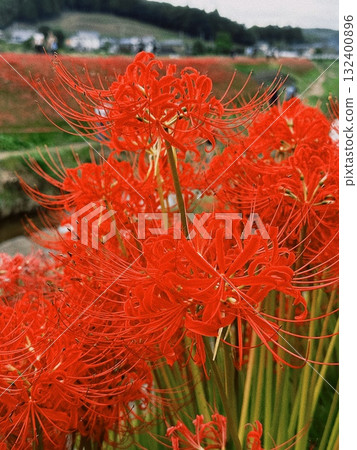 Cluster amaryllis blooming in the river Cluster amaryllis blooming in the river 132400896