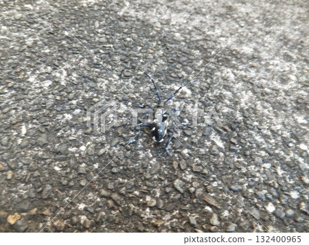 Affiliation 132400965