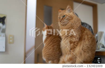 貓坐著凝視，棕色虎斑貓 132401009