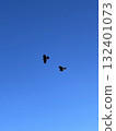 Mating bird 132401073