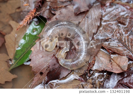 Tokyo salamander 132401198